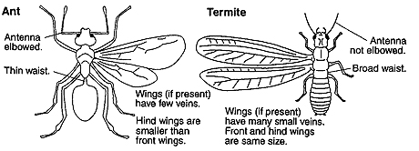 Termite Versus Ant