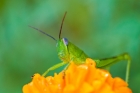 Grasshopper on Marigold