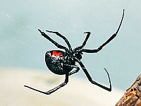 Black Widow Spider with red hour glass on abdomen