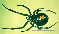 Black Widow Spiders Red Hour Glass marking will be visible from the underside